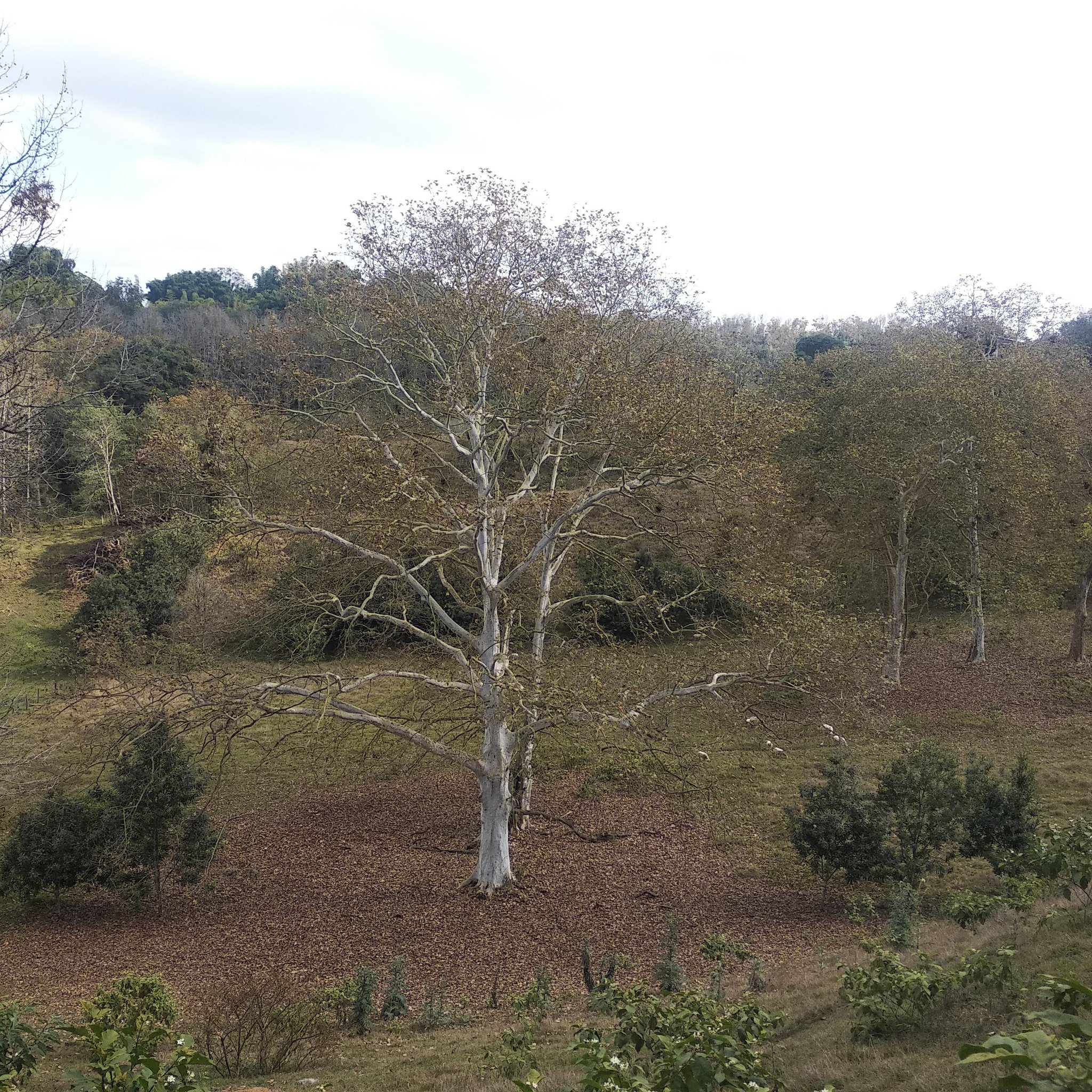 Platanus mexicana